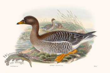 Gould Waterfowl 40